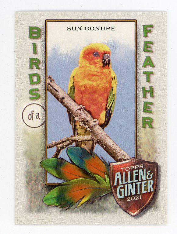 2021 Sun Conure Macaw Birds Of A Feather Allen & Ginter # BOF-2