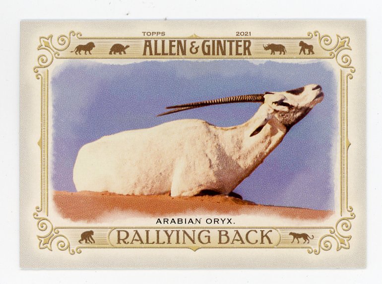 2021 Arabian Oryx Rallying Back Allen & Ginter # RB-4