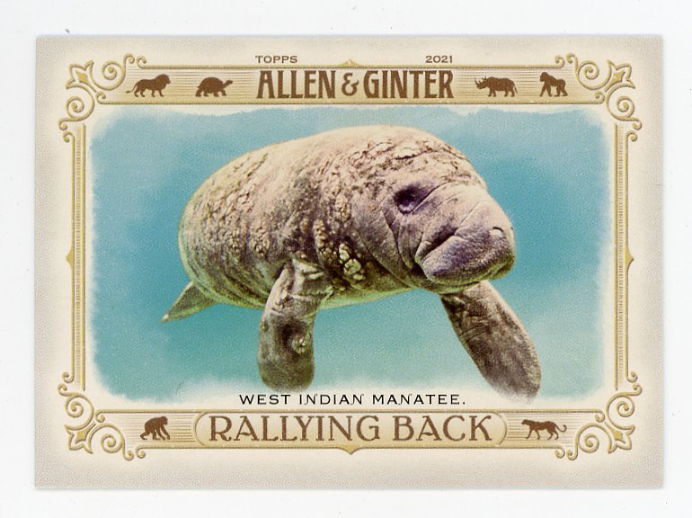 2021 West Indian Manatee Rallying Back Allen & Ginter # RB-10