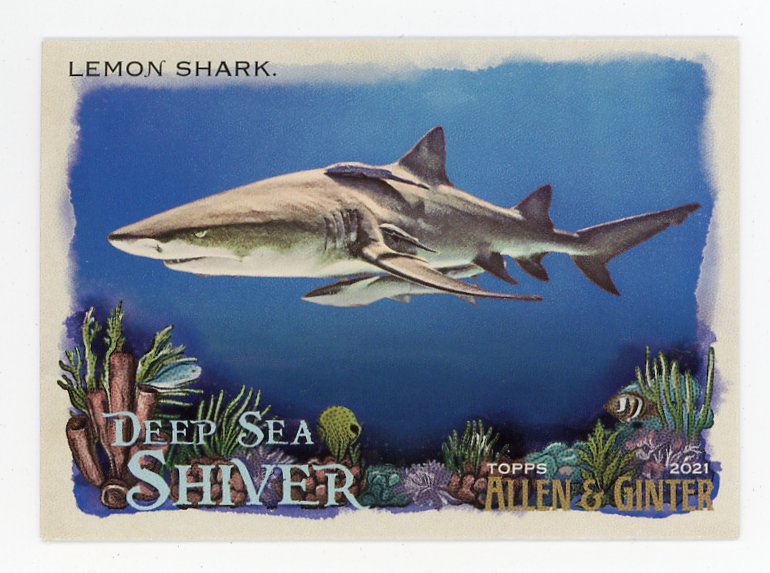 2021 Lemon Shark Deep Sea Shiver Allen & Ginter # DSS-7